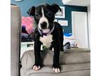 Adopt Phoebe a American Pit Bull Terrier / Mixed dog in Fort Wayne