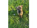 Adopt Jack a American Pit Bull Terrier / Mixed dog in Fort Wayne, IN (41420578)