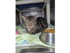 Adopt Bridgerton a Domestic Shorthair cat in Roanoke, VA (41420377)