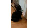 Adopt Sprout a Black (Mostly) Domestic Shorthair / Mixed (short coat) cat in