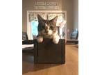 Adopt Nala a Gray or Blue (Mostly) Tabby / Mixed (medium coat) cat in Goshen