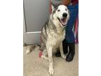 Adopt Balto a White Alaskan Malamute / Mixed dog in Bryan, TX (41420509)