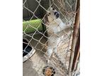 Adopt Laya a White Mountain Cur / Mixed dog in Dahlonega, GA (41420506)