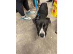 Adopt Calvin a Black American Pit Bull Terrier / Mixed dog in Indianapolis