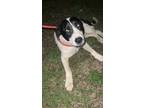 Adopt Zachary a White Mixed Breed (Medium) / Mixed dog in Greenville