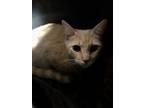 Adopt Worm a Orange or Red Domestic Shorthair / Domestic Shorthair / Mixed cat