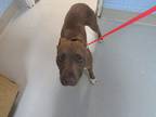 Adopt 5/14/24 a Tan/Yellow/Fawn American Pit Bull Terrier / Mixed dog in Wichita