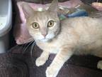 Adopt Bug a Tan or Fawn Domestic Shorthair / Domestic Shorthair / Mixed cat in