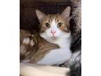 Adopt Mickey a Orange or Red Domestic Shorthair / Mixed Breed (Medium) / Mixed