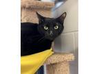 Adopt Manfred a All Black Domestic Shorthair / Domestic Shorthair / Mixed cat in