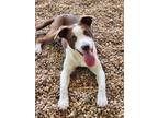 Adopt Boomer a White Labrador Retriever / Mixed dog in Phenix City