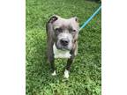 Adopt Rey a Gray/Blue/Silver/Salt & Pepper American Pit Bull Terrier / Mixed dog