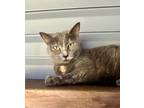 Adopt Blaze a Gray or Blue Domestic Shorthair / Mixed Breed (Medium) / Mixed