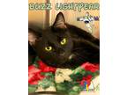 Adopt Buzz Lightyear a All Black Domestic Shorthair / Domestic Shorthair / Mixed