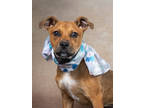 Adopt Jordana - IN FOSTER a Brown/Chocolate American Pit Bull Terrier / Mixed