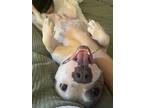 Adopt SIX - IN FOSTER a White American Pit Bull Terrier / Mixed dog in Atlanta