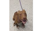 Adopt Duck a Tan/Yellow/Fawn American Pit Bull Terrier / Mixed dog in Atlanta