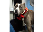 Adopt Glen - IN FOSTER a Gray/Blue/Silver/Salt & Pepper American Pit Bull