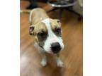 Adopt Marcellina a White Mixed Breed (Medium) / Mixed dog in Baton Rouge