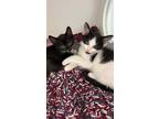 Adopt Lover a All Black Domestic Shorthair / Mixed Breed (Medium) / Mixed (short