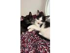 Adopt Lover a All Black Domestic Shorthair / Domestic Shorthair / Mixed cat in