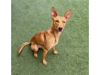 Adopt Buttercup a Red/Golden/Orange/Chestnut Pharaoh Hound / Mixed dog in North