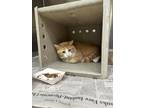 Adopt Bert a Orange or Red Domestic Shorthair / Domestic Shorthair / Mixed cat