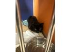 Adopt Enoch a All Black Domestic Shorthair / Domestic Shorthair / Mixed cat in