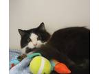 Adopt Baymax a All Black Domestic Longhair / Domestic Shorthair / Mixed cat in