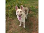 Adopt Brazila a Tan/Yellow/Fawn German Shepherd Dog / Mixed dog in Bedford