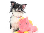 Adopt Suki a Black Japanese Chin / Mixed dog in Tinley Park, IL (41420438)