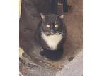Adopt Gato a Black & White or Tuxedo American Shorthair / Mixed (short coat) cat