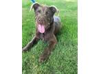 Adopt Morsel a Brown/Chocolate Fox Terrier (Wirehaired) dog in Berkeley Heights