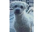 Adopt Misty a Bichon Frise dog in Windsor, CO (41379519)