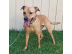 Adopt Willa a Tan/Yellow/Fawn Hound (Unknown Type) / Shepherd (Unknown Type) /