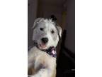 Adopt Ellie Mae a White - with Gray or Silver Terrier (Unknown Type