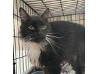 Adopt Marielle a All Black Domestic Mediumhair / Domestic Shorthair / Mixed cat