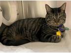 Adopt Billy a Brown Tabby Domestic Mediumhair / Mixed Breed (Medium) / Mixed