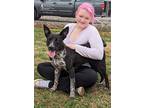 Adopt Esther a Black - with White Blue Heeler / Pit Bull Terrier / Mixed dog in
