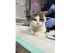 Adopt Champagne a Domestic Shorthair / Mixed cat in Birdsboro, PA (41420326)