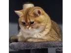 Adopt Kaiser a Tan or Fawn British Shorthair / Mixed (short coat) cat in