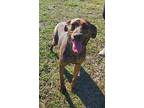 Adopt Asha a Brindle Mountain Cur / Mixed dog in Royal Oak, MI (41420304)