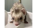 Adopt Milo a Brown or Chocolate Ferret / Ferret / Mixed small animal in Menands