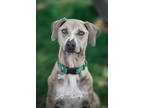 Adopt Cooper a Tan/Yellow/Fawn Mixed Breed (Medium) / Mixed dog in KALISPELL