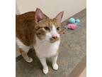 Adopt Blaze a Orange or Red Domestic Shorthair / Domestic Shorthair / Mixed cat
