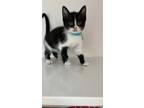 Adopt Stripe a All Black Domestic Shorthair / Domestic Shorthair / Mixed cat in