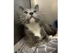 Adopt Enola a Gray or Blue Domestic Shorthair / Domestic Shorthair / Mixed cat