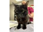 Adopt Midna a All Black Domestic Shorthair / Domestic Shorthair / Mixed cat in