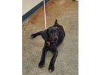 Adopt Little Ann a Black Hound (Unknown Type) / Mixed Breed (Medium) / Mixed