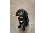 Adopt Old Dan a Black Hound (Unknown Type) / Mixed Breed (Medium) / Mixed (short